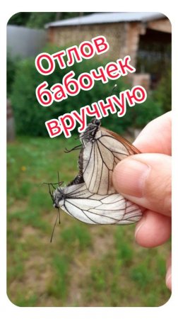 Отлов бабочек вручную