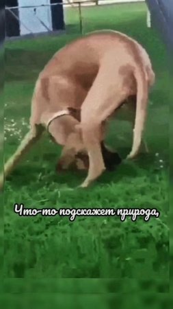 Символ собаки