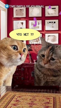 Есть немного (Мяукаем в телеграм Импульс Журнал 👉 @impulsejournal ) #пустьговорят #коты