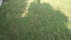 Как помочь своим растениям в жару!🔥🌿 Что горит от солнца и чем прикрываю теплицы!
