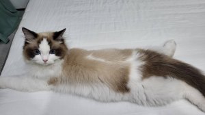 *первый раз с голосом* я играю в: тсб роблокс