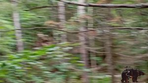 пошли в лес искать соль для лося #охота