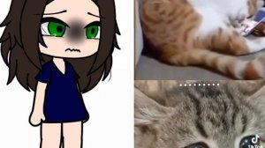 бедный котик...