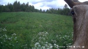 Ни одна камера не пострадала)
