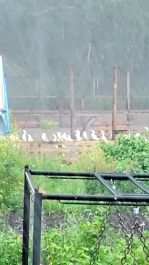 Почему утки стоят в дождь, как солдатики? Их тайный секрет! 🦆☔🎖️