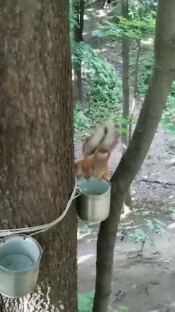 Доверчивый Бельчонок