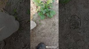 трактор