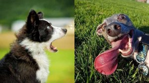 #26 😆😆😆ТОПОВЫЕ СМЕШНЫЕ МОМЕНТЫ С ЖИВОТНЫМИ / ПОПРОБУЙ НЕ ЗАСМЕЯТЬСЯ😆😆😆