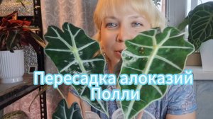 Пересадка алоказий Полли