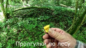 Прогулки по лесу. На велосипеде через Лошадиную тропу. Ободрал ногу