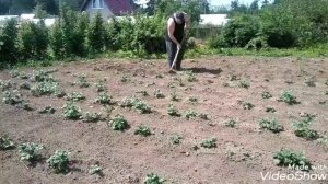 В огород ходил боронил и окучивал картошку