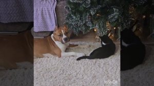 кот и собаки (кот Вася против всех)))