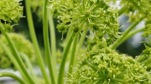 Пасека на Алтае. Наш основной медонос в тайге, дягель.