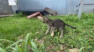 Влог котят!