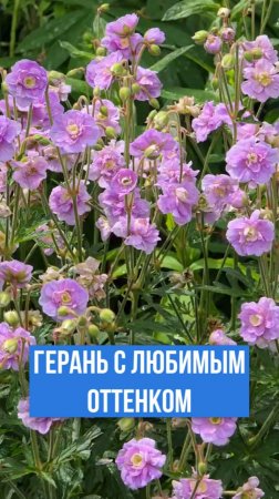 Эта герань идеально подходит для холодного климата.