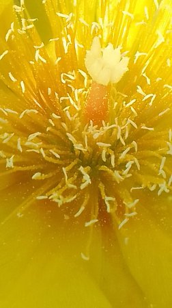 Opuntia humifusa Опунция зацвела #суккуленты