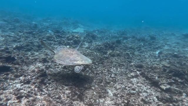 🐢 Мы нашли акул и черепах! Снорклинг на Перхентианах, Малайзия 🌊