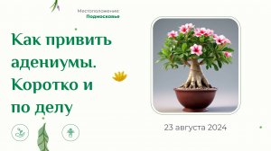 Коротко как прививать адениумы, только по существу. Прививка флэт адениум.