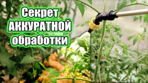 Как ОПРЫСКИВАТЬ ТОМАТЫ при ЦВЕТЕНИИ БЕЗ вреда для урожая?