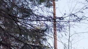 ПОСТРОИЛИ БОЛЬШОЙ ДОМ ЛЕСНИКА | БОРТЕВОЕ Пчеловодство | Готовим еду в БРЕВНЕ