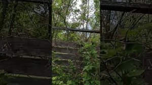 красный дуб и клёны
