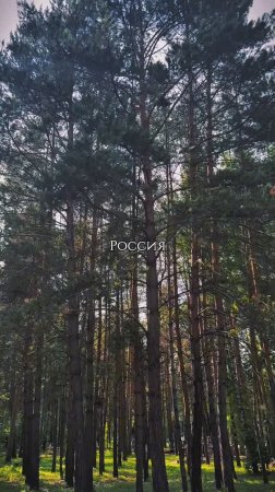 Карина Вартанян - Россия