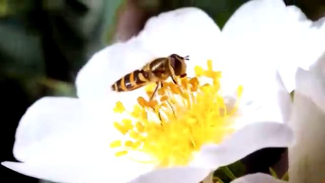 Дикие животные