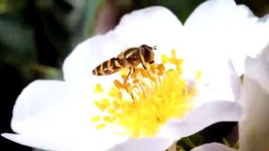 Дикие животные