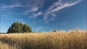 Русское поле