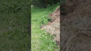 перерабатываем  навозные кучи... дождик старается  пролил ...накрыли их матерьялом....червяк старает