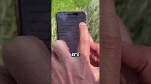 В чистом поле васильки