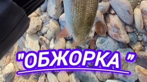 ОБЖОРКА  в работе (тестирование )