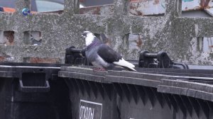 Власти ищут решение мусорной проблемы на улице Зеленой в Петрозаводске