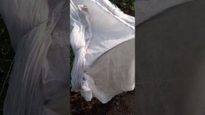 сибирский огород
