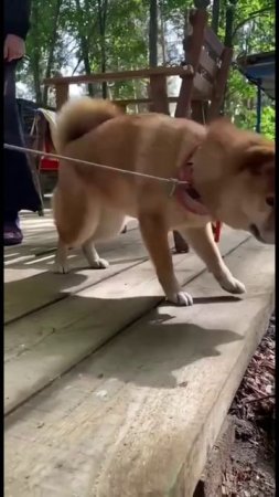 Охота на воробья