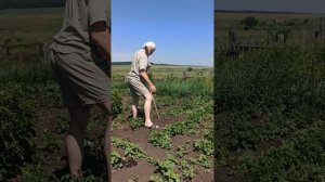 Спасаю картоху