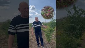 Робиния лжеакация Каск Руж (Robinia), h 1.5-2.5м, d 0,5-0,10м ком