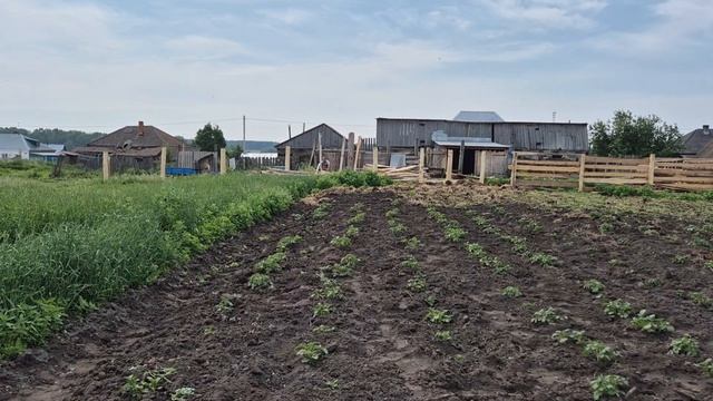 МИШУ продали/Осилила картошку/вот это ливень/