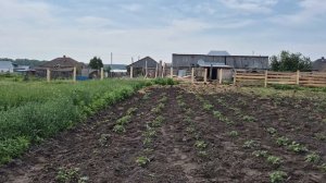МИШУ продали/Осилила картошку/вот это ливень/