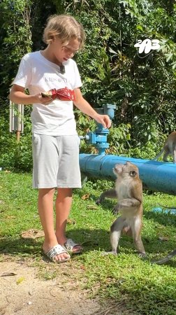 🐒 На что пойдут ОБЕЗЬЯНЫ ради АРАХИСА! ШОК-эксперимент