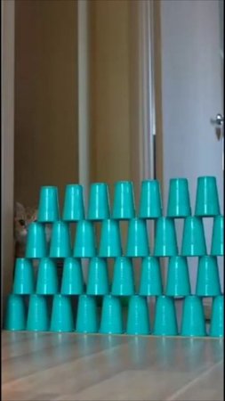 Смешные коты #60-10