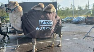 В МЕГЕ БЕЛАЯ ДАЧА ВЕРБЛЮД СТАЛ ЗВЕЗДОЙ КАРТИНГА! ТИМАТИ В ШОКЕ
