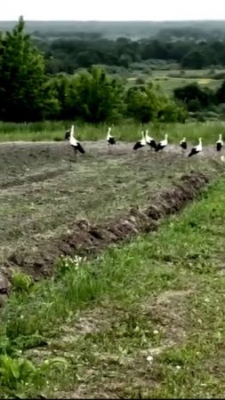 Аисты на пашне в Брянской области