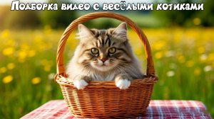 Котики обормотики, подборка смешных котов 2025, смешные коты, смешное видео №3