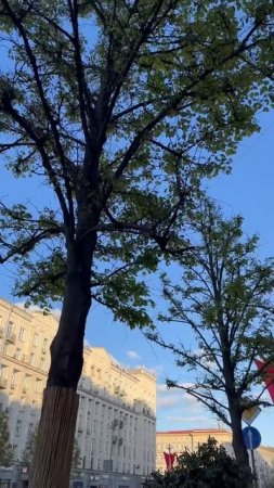 Москва украшена гвоздиками. Красиво.