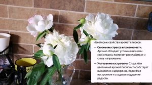 Как дольше сохранить Пионы в вазе. Немного истории и полезных свойств!