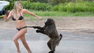 #29 😆😆😆ТОПОВЫЕ СМЕШНЫЕ МОМЕНТЫ С ЖИВОТНЫМИ / ПОПРОБУЙ НЕ ЗАСМЕЯТЬСЯ😆😆😆