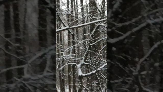 Что за чёрная птица устроила зачистку деревьев от коры в Москве? смотреть онлайн