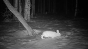 ЖИВУ в ЗЕМЛЯНКЕ с РЫЖИМ ЗВЕРЕМ - НОВЫЙ ГОД в ДОМЕ под ЗЕМЛЕЙ | Пришли РЫСИ, Жизнь в ТАЙГЕ - Лесные