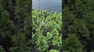Новые побеги пихты,ели голубой